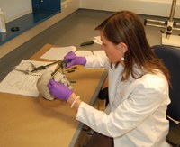 Forensic Update: The FBI Laboratory Division’s New Forensic Anthropology Program