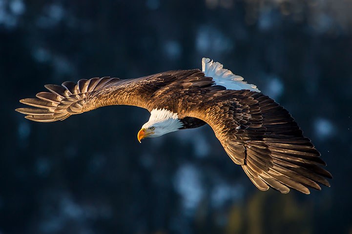 Bald Eagle (Stock)