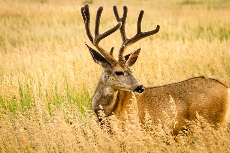 Deer (Stock)