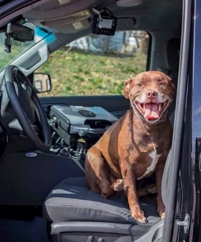 Halo, adopted by the Upland Borough, Pennsylvania, Police Department, sitting in a police vehicle.