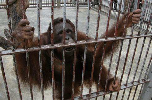 Illegally Imported Orangutan