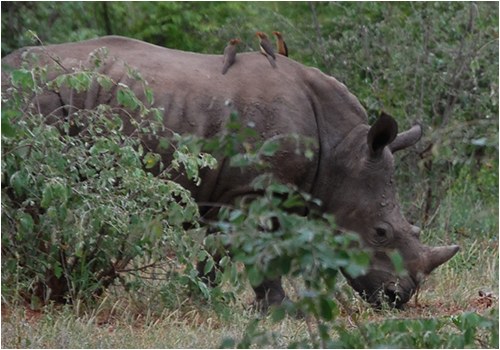 Rhinoceros (Stock Photo)