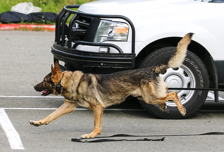 A photo of a police K-9.