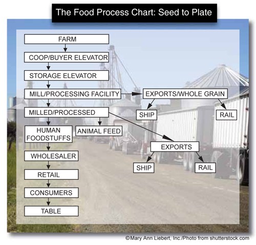 The Food Process Chart: Seed to Plate