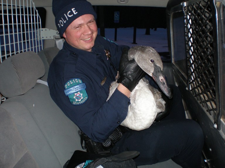 A Three Rivers Park police officer providing assistance to a wild bird.