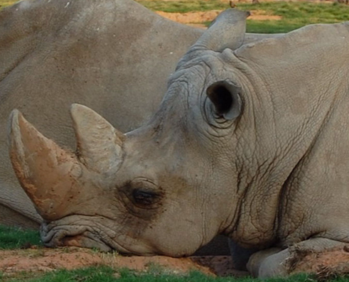 A rhinoceros on the ground.